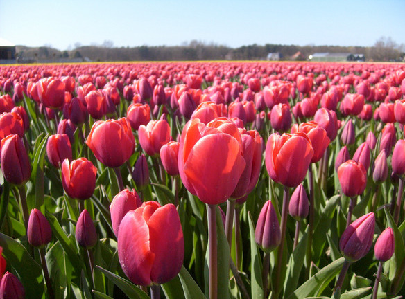 Những xứ sở hoa lãng mạn nhất thế giới