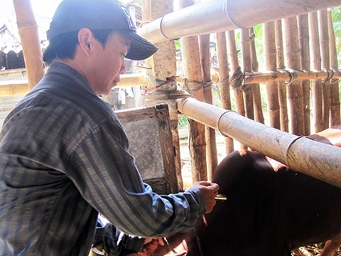 Virus lạ tấn công gia súc vùng biên Quảng Nam