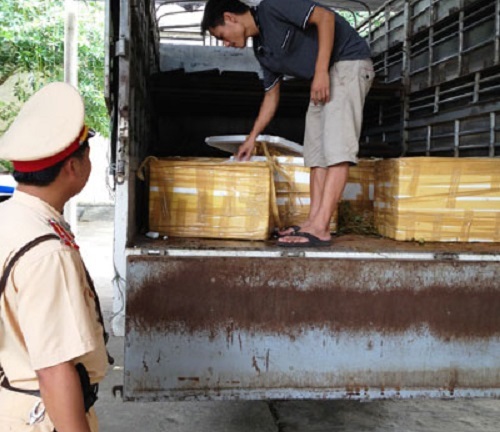 Bắt xe chở hàng trăm con heo thối