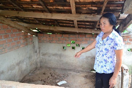 Vụ tranh chấp con heo nái hy hữu