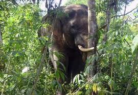 Xuất hiện 30 con voi rừng đang uy hiếp người dân