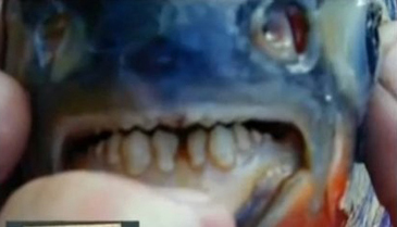 Bắt được loài cá thích cắn