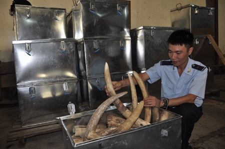 Cận cảnh bắt giữ vụ buôn lậu hơn 2 tấn ngà voi