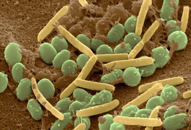 Côn trùng - những 