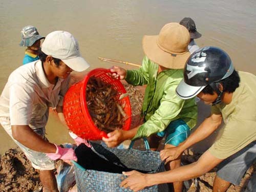 Tôm trúng mùa cũng lo