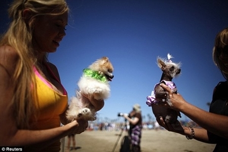 Bất ngờ nghề chải lông chó kiếm... 4 tỷ USD/năm