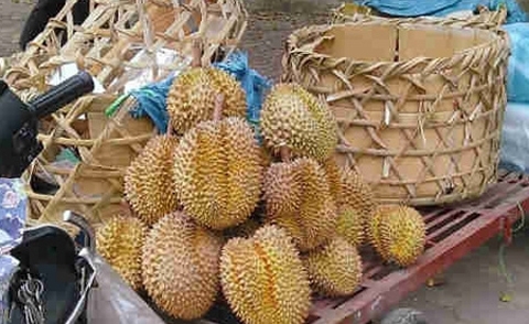 Sầu riêng bị “đầu độc”, chín ép bằng thuốc kích thích