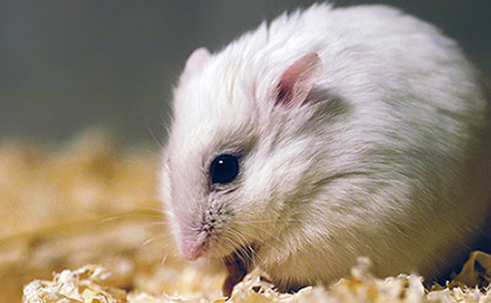 Loài chuột biết làm “teo cậu nhỏ” để... tránh thai