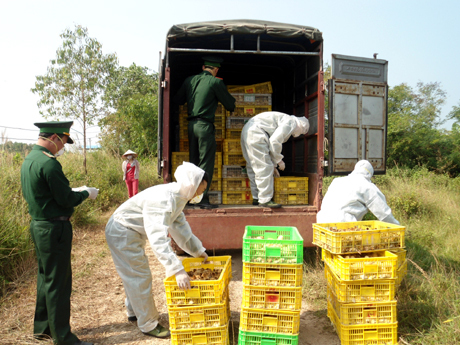 Quảng Ninh: Bắt giữ hơn 30 ngàn con gà giống nhập lậu