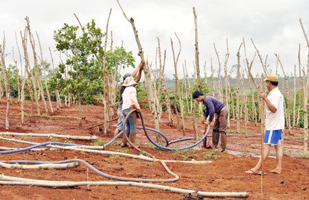 Vẫn luẩn quẩn trong vòng  "trồng - chặt, chặt - trồng "
