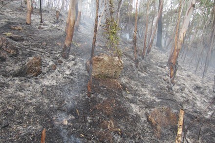 Quảng Ninh: Hơn 3ha rừng bạch đàn bị cháy rụi