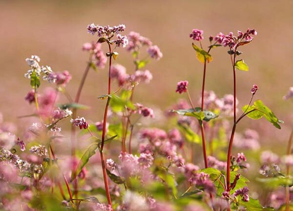 Nao lòng mùa tam giác mạch Hà Giang