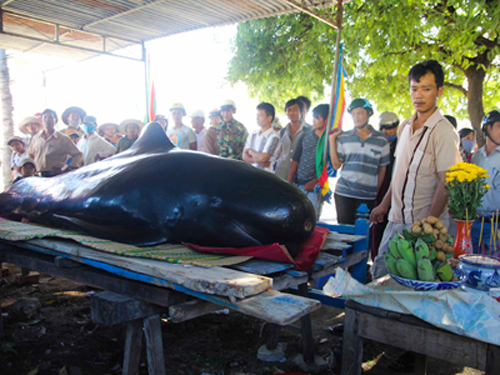 Phát hiện cá voi nặng 400kg trôi dạt vào bờ