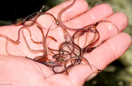 Tẩy da chết làm đẹp, lươn chui vào thận