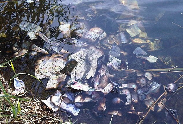 Đi bộ, phát hiện hơn 2 tỷ tiền mặt trôi nổi trên sông