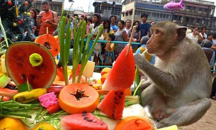 Thái Lan tổ chức tiệc buffet cho khỉ hàng năm