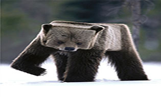 Ngộ nghĩnh khi vạn vật trở thành hình vuông