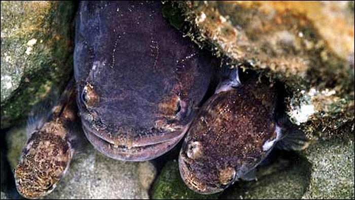 Cá đực khát tình rên rỉ khiến cả thành phố mất ngủ