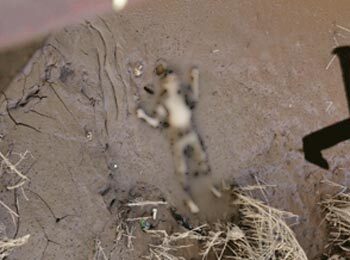 Phát hiện xác người đàn ông bị đập chết dưới ruộng 