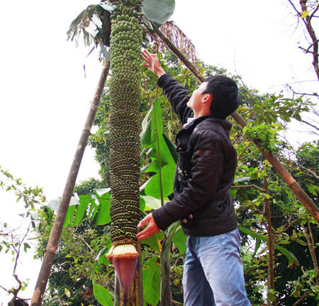 Kỳ lạ buồng chuối hơn trăm nải dài 2m trong sân chùa