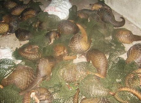 Bắt nóng vụ xuất lậu 124 cá thể tê tê sống