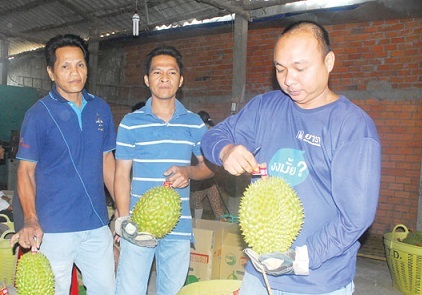 Doanh nhân Trung Quốc thuê người tẩm hóa chất vào sầu riêng