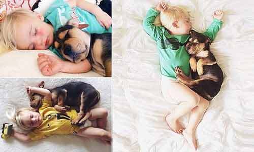 Chùm ảnh ngộ nghĩnh bé say giấc cùng cún con