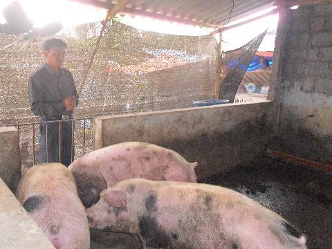Lợn ngậm 'thuốc' siêu tăng trưởng 