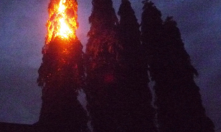 Ong vò vẽ đốt, một cựu chiến binh tử vong