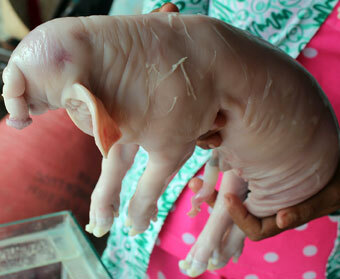 Kỳ lạ heo đẻ ra…voi