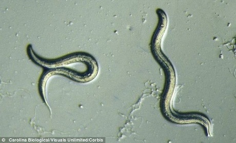 Caenorhabditis elegans: Loài sâu nhỏ giúp con người sống tới 500 tuổi 