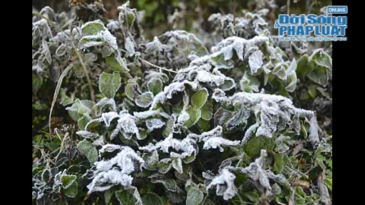 Clip: Tuyết tan, sương muối lại 