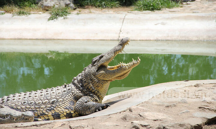 Người đàn ông kỳ cục cố gạ đổi cá sấu lấy…bia