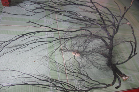 Lặn tìm san hô đen, hàng chục thợ lặn bỏ mạng