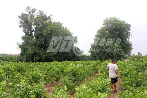 Cái chết kinh hoàng của người thợ liều mạng bắt rắn 