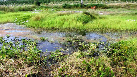 Nghịch tử ném xác cha xuống ao, thản nhiên nhắn tin đến sáng