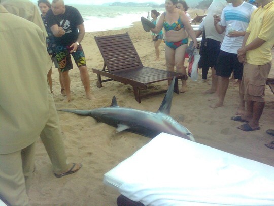 Cá mập 200kg trôi dạt vào bãi tắm Nha Trang