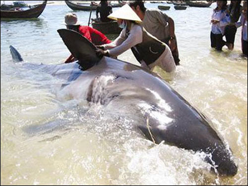 Cá mập 100kg bị phanh thây giữa Hà Nội