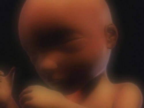 Những hình ảnh chân thực về phôi thai trong bụng mẹ