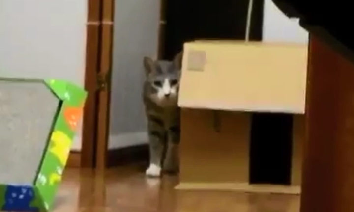 Clip hài: Khi mèo làm ninja