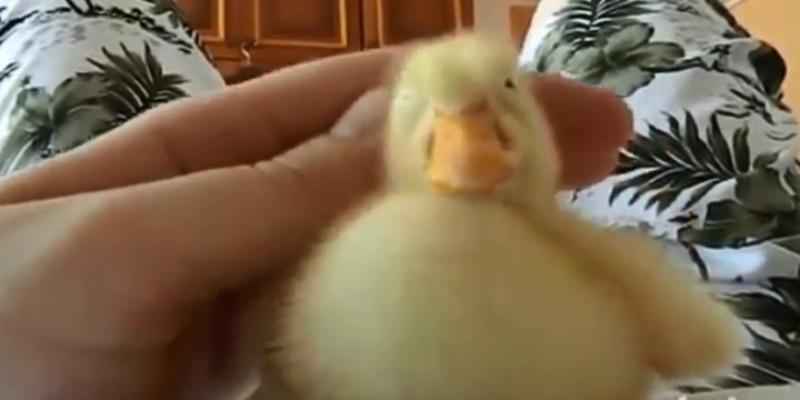 Clip: Chú vịt con đáng yêu nhất quả đất