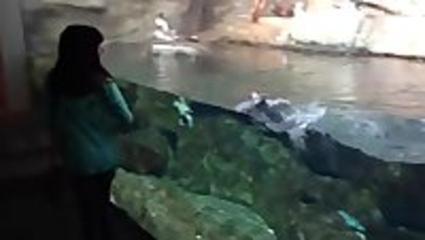 Clip ngộ nghĩnh chim hải âu liên tục đuổi theo bé gái