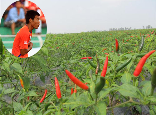 Cầu thủ An Giang kiếm bộn tiền nhờ... trồng ớt