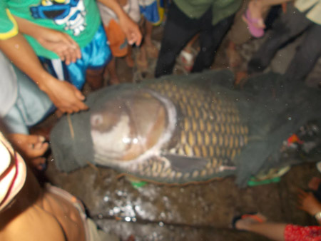 Vĩnh Long: Bắt được cá hô 