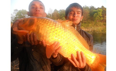 Câu được cá chép vàng gần chục kg ở Biển Hồ