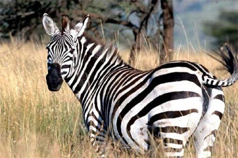 Giải mã bí ẩn bộ lông của ngựa vằn