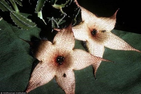 Điểm mặt những loài hoa bốc mùi nhất thế giới