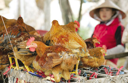 Gia cầm không kiểm dịch “phủ” khắp phố, chợ tạm