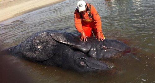 Lần đầu phát hiện cá voi xám dính liền