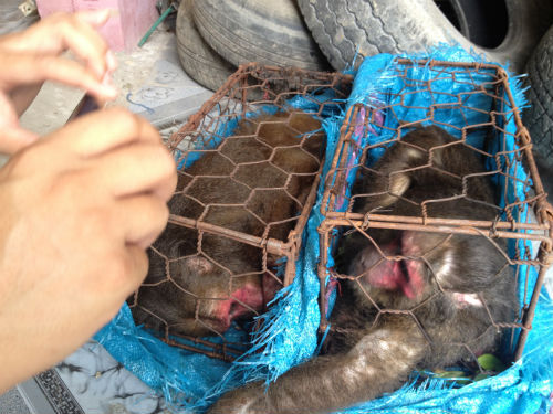 Bắt đối tượng vận chuyển trái phép 3 con khỉ mắt đỏ